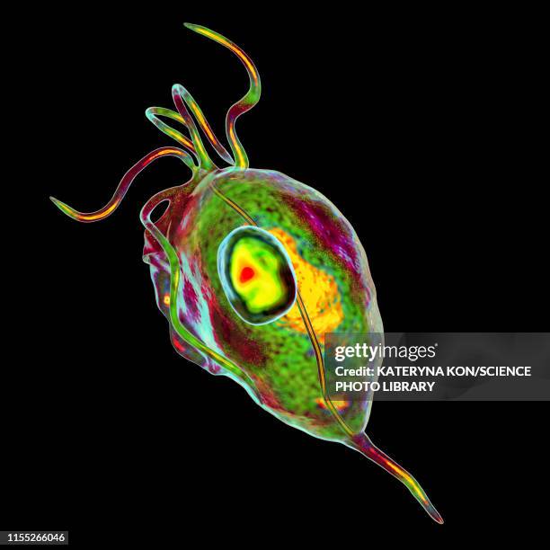 trichomonas vaginalis, illustration - trichomoniasis stock illustrations