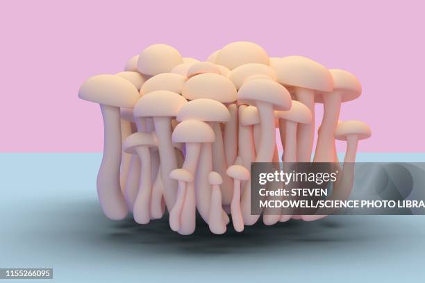 mushrooms, illustration - shimeji pilz stock-fotos und bilder