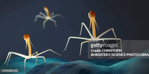 bacteriophages infecting bacterium, illustration - バクテリオファージ点のイラスト素材／クリップアート素材／マンガ素材／アイコン素材