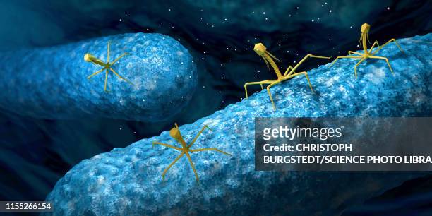 illustrazioni stock, clip art, cartoni animati e icone di tendenza di bacteriophages infecting bacteria, illustration - antibiotico