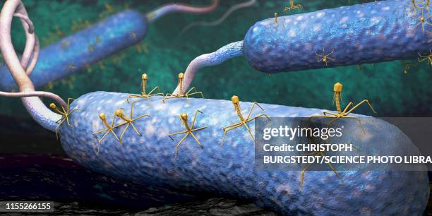 bacteriophages infecting bacteria, illustration - バクテリオファージ点のイラスト素材／クリップアート素材／マンガ素材／アイコン素材