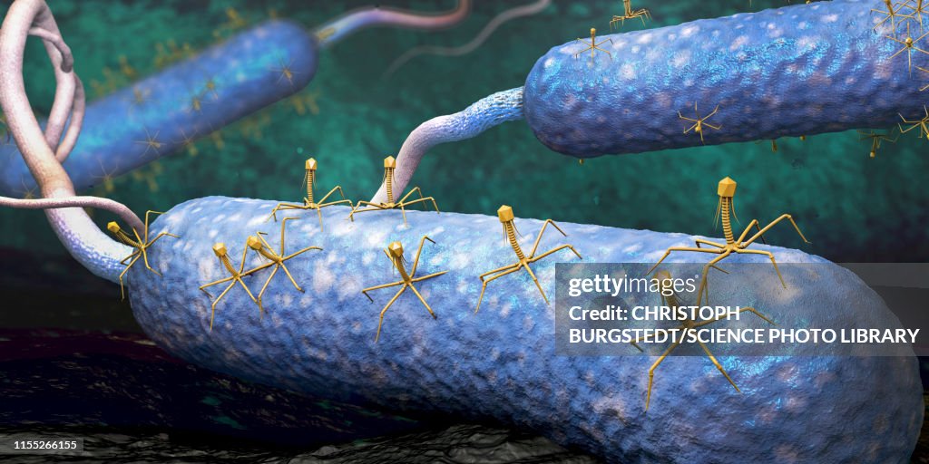 Bacteriophages infecting bacteria, illustration