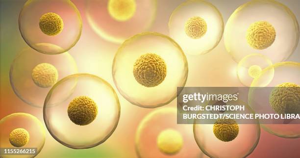 animal cells, illustration - human cells stock illustrations