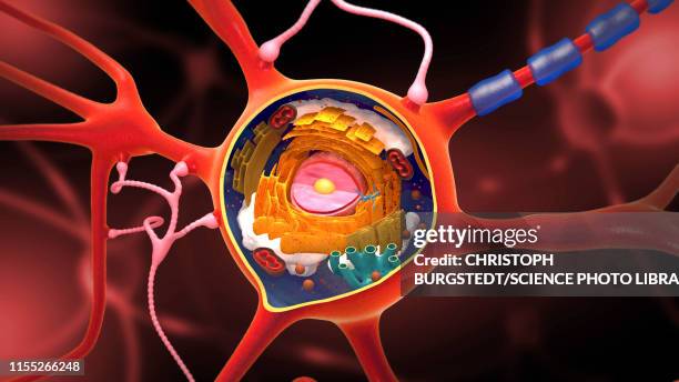 nerve cell, illustration - dendrite stock illustrations