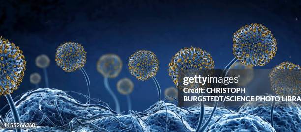 fungus, illustration - mold stock illustrations