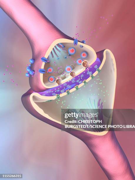 ilustraciones, imágenes clip art, dibujos animados e iconos de stock de nerve synapse, illustration - sinapsis