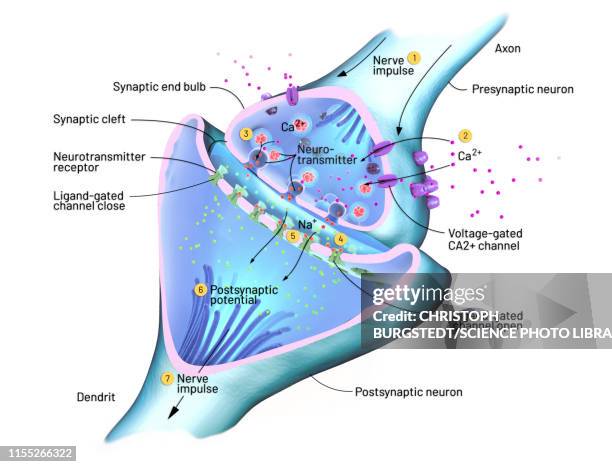 nerve synapse, illustration - synapse点のイラスト素材／クリップアート素材／マンガ素材／アイコン素材