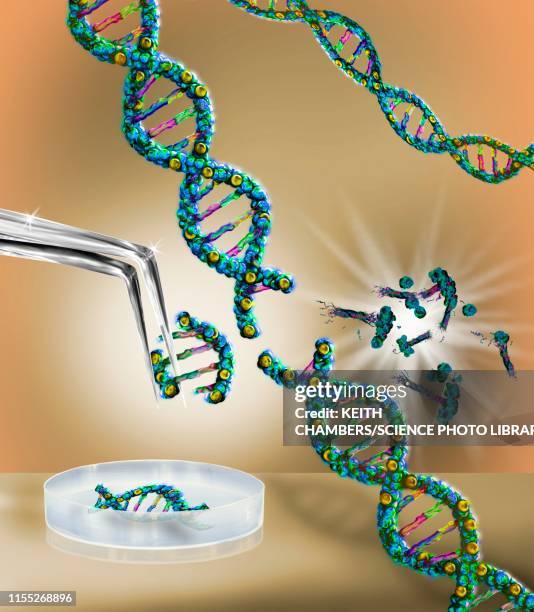 genetic engineering, conceptual illustration - crispr stock-grafiken, -clipart, -cartoons und -symbole