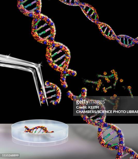 genetic engineering, conceptual illustration - crispr stock-grafiken, -clipart, -cartoons und -symbole