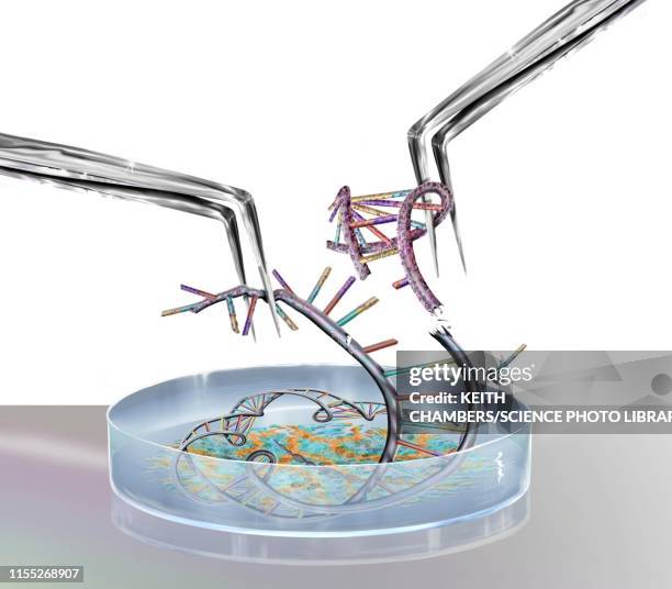 genetic engineering, conceptual illustration - crispr stock-grafiken, -clipart, -cartoons und -symbole