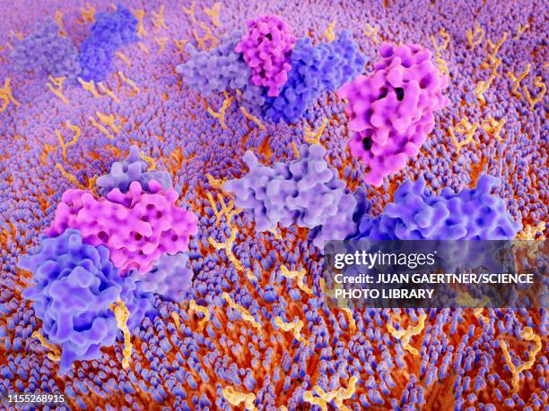 stockillustraties, clipart, cartoons en iconen met interleukin 4 binding to its receptor, illustration - celmembraan