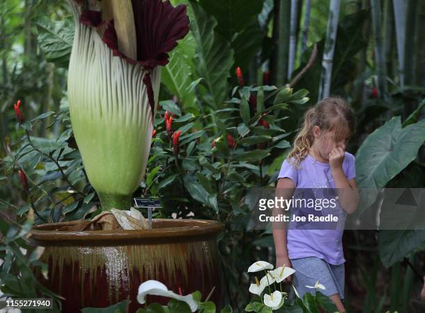 Hanalei Donaldson holds her nose after smelling the corpse flower or Amorphophallus titanum as it blooms at the Tropical Bamboo Nursery and Gardens...
