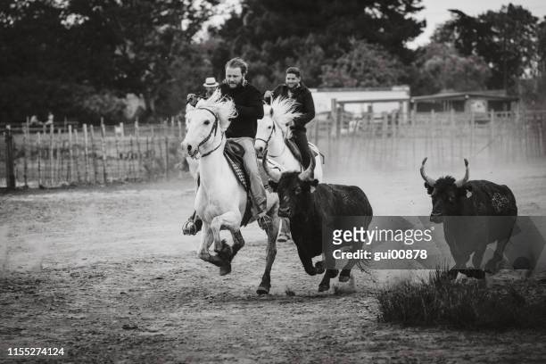gardiens et leurs chevaux en camargue - camargue photos et images de collection