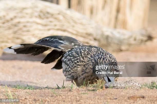 Radroach Attacking Rattlesnake Attack Photos and Premium High Res Pictures - Getty Images