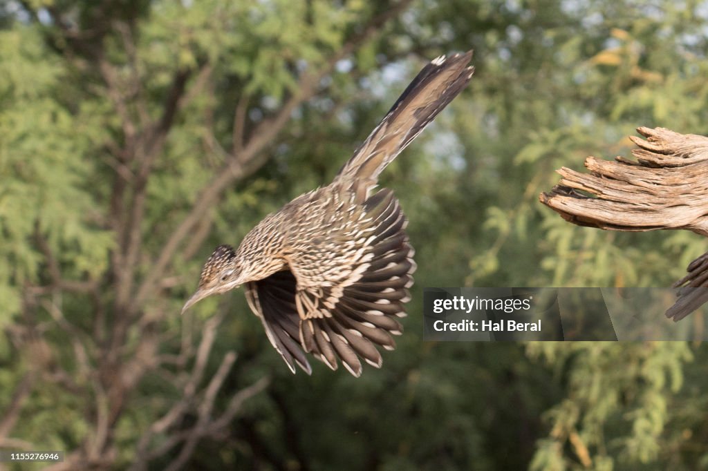 Do Rud Runner Fly Roadrunner Bird Flying 1. Roadrunners Are Fast On Their Feet: The Land