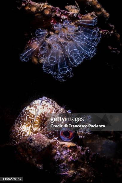 guarda in alto - black blenny stock pictures, royalty-free photos & images