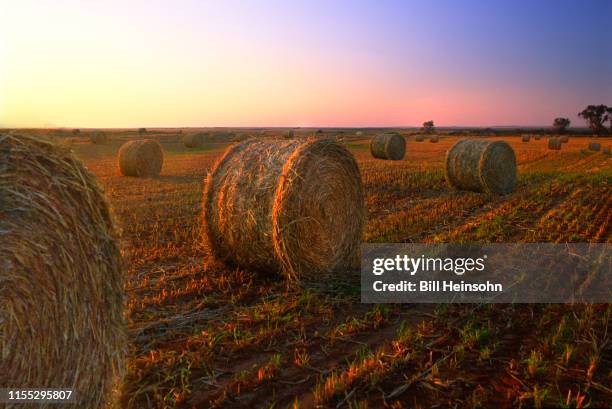 bales of hay - arlington texas stock-fotos und bilder