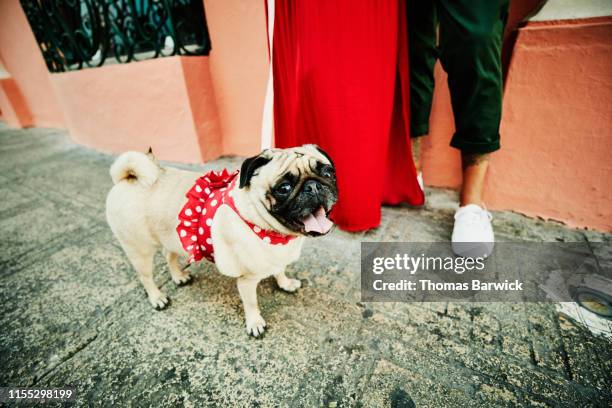 portrait of pug in polka dotted tutu - abbigliamento per animali domestici foto e immagini stock