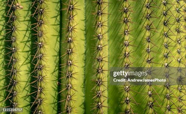 patterns in nature - cactus stock-fotos und bilder