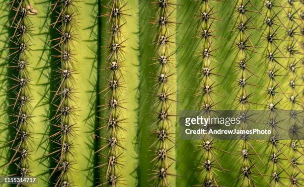 patterns in nature - メキシコ　サボテン ストックフォトと画像