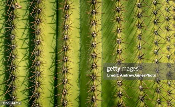 Spiky Bumpy Pattern 19,946 Spiky Pattern Stock Photos, High-Res Pictures, and Images ...