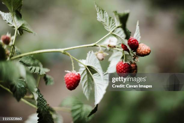 red raspberry on the vine. - himbeerpflanze stock-fotos und bilder