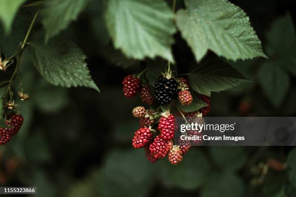blackberries on the vine. - blackberry fruit macro stock pictures, royalty-free photos & images
