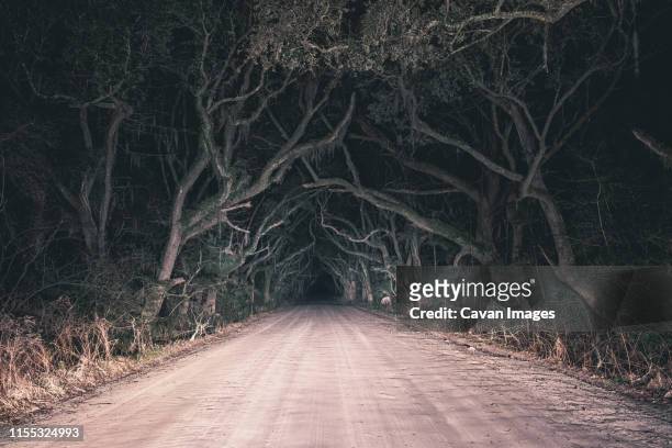 botany bay old oak tree road at night in edisto island, south carolina, usa - spooky stock pictures, royalty-free photos & images