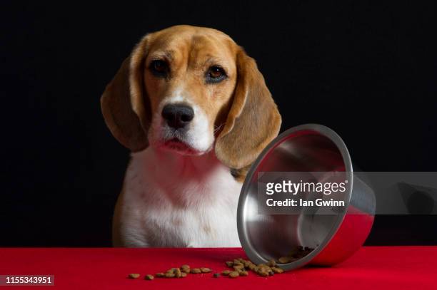 dog vanitas - dog bowl turned over - ian gwinn stock pictures, royalty-free photos & images