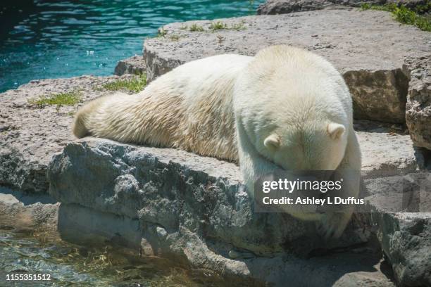 polar bear - funny polar bear stock pictures, royalty-free photos & images