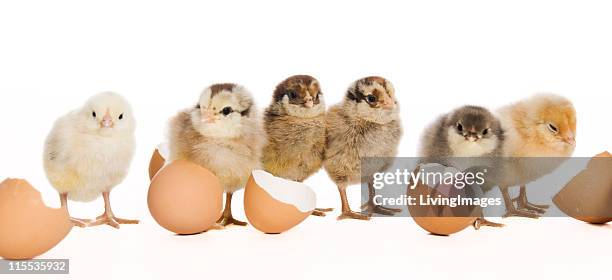 bambino chicks - schiusura delle uova foto e immagini stock