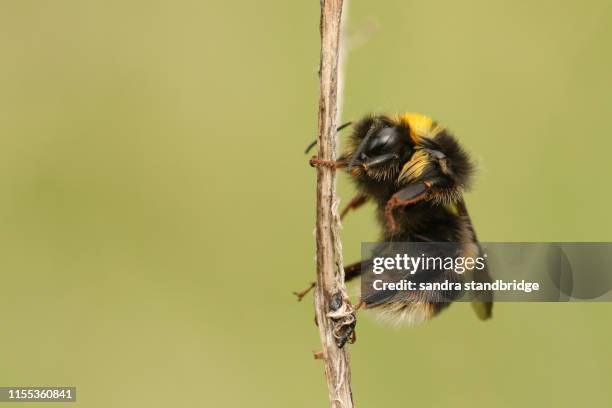 a beautiful bumblebee, bombus, perched on a plant stem. - bumblebee stock pictures, royalty-free photos & images