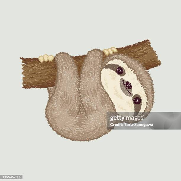 sloth on the tree - sloth stock illustrations