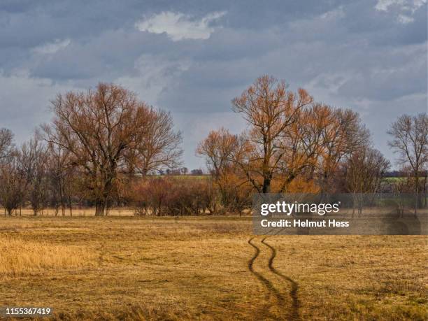 pasture land with old trees - thüringen stock-fotos und bilder