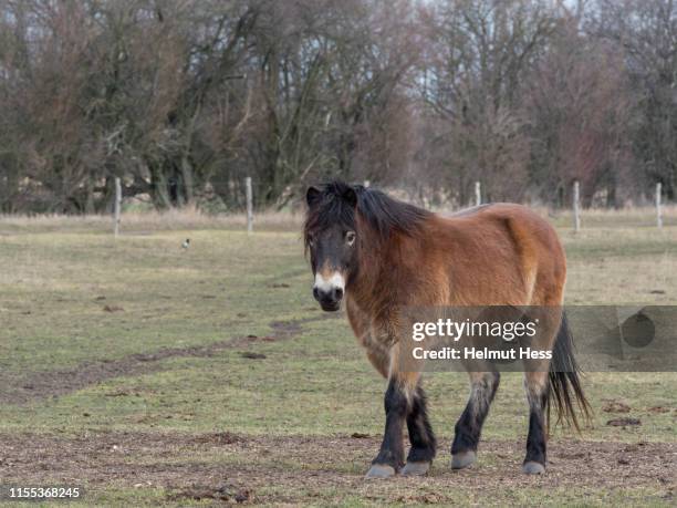 exmoor ponies - exmoor pony stock pictures, royalty-free photos & images