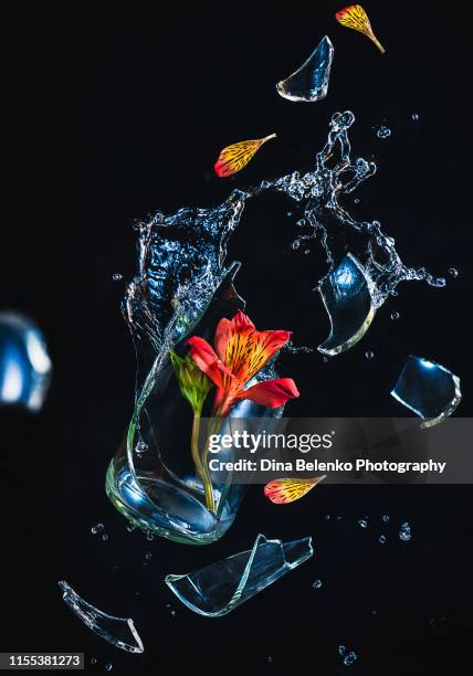 Nature Inploding Pictures Lily Wallpaper Photos and Premium High Res Pictures - Getty Images
