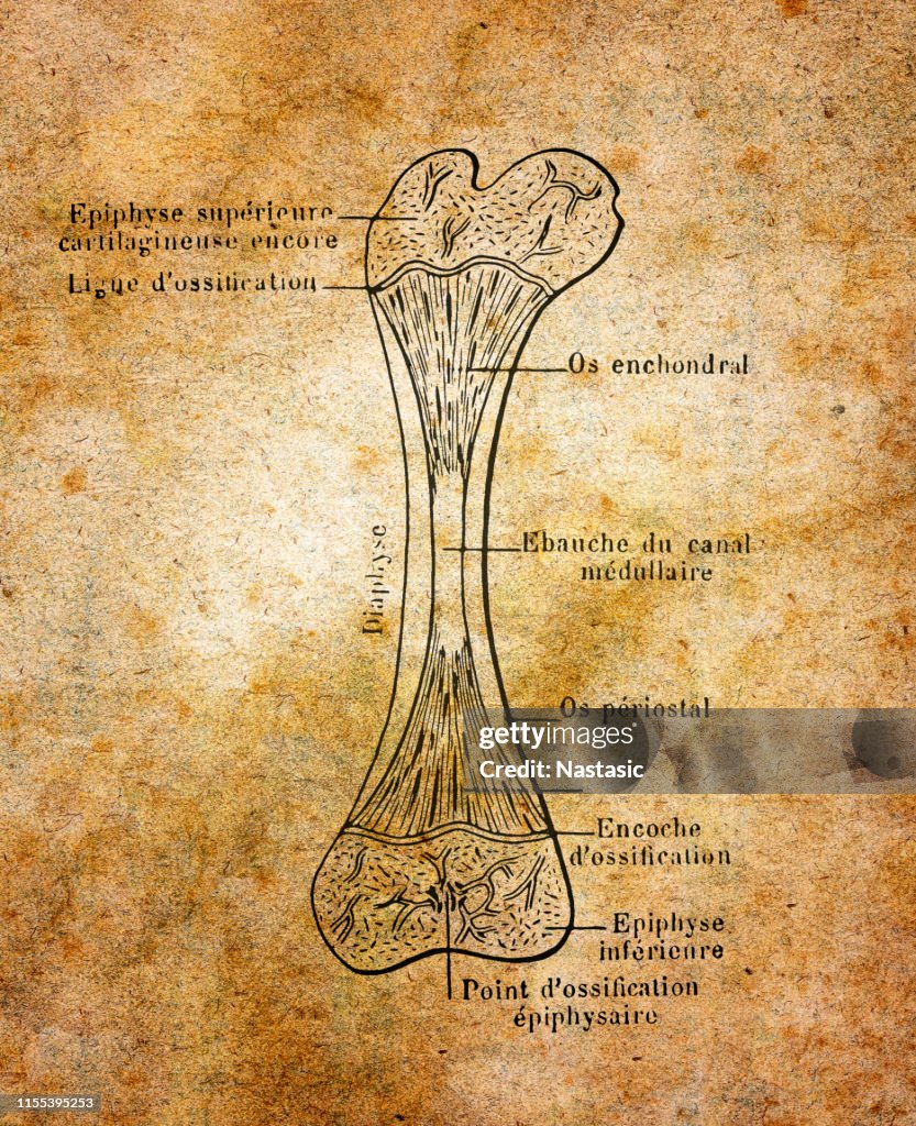 Development of a long bone