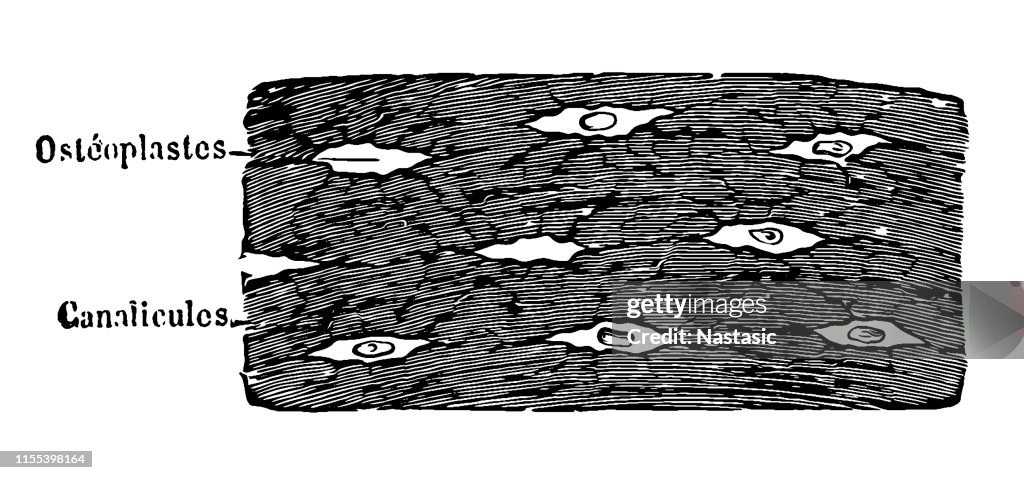 Bone cross section ,Branched Osteoblasts