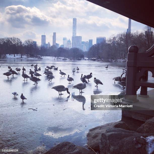 winter scene nyc - central park winter ストックフォトと画像