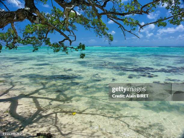 paysage de marie-galante (2). - guadeloupe beach stock pictures, royalty-free photos & images