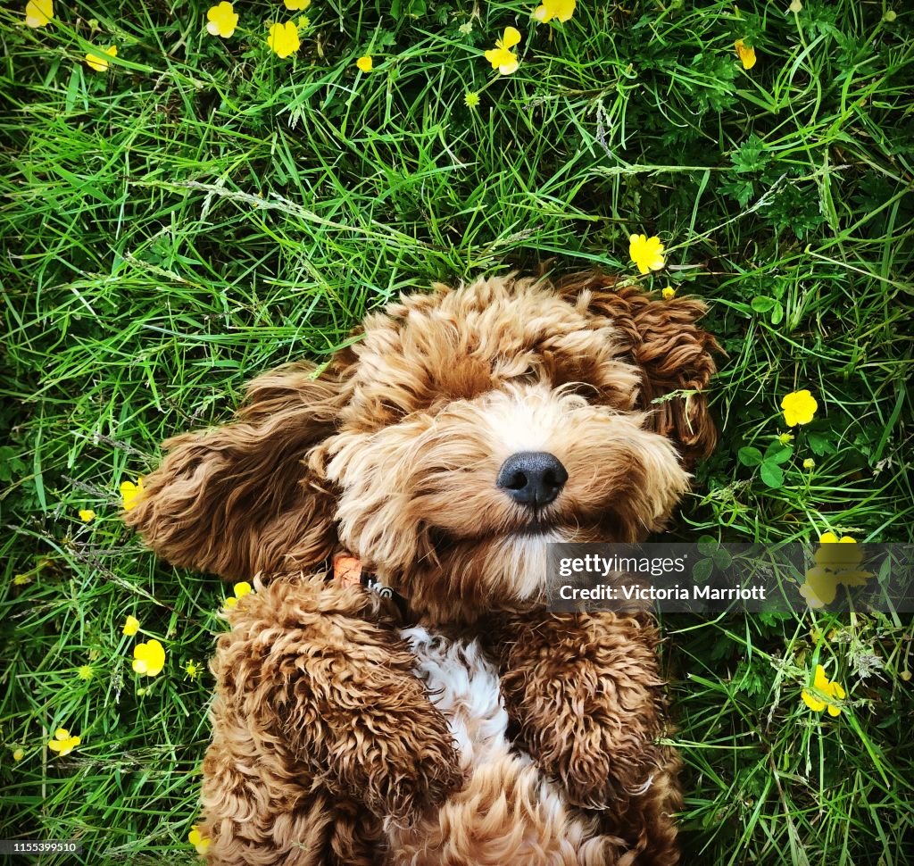 Happy dog