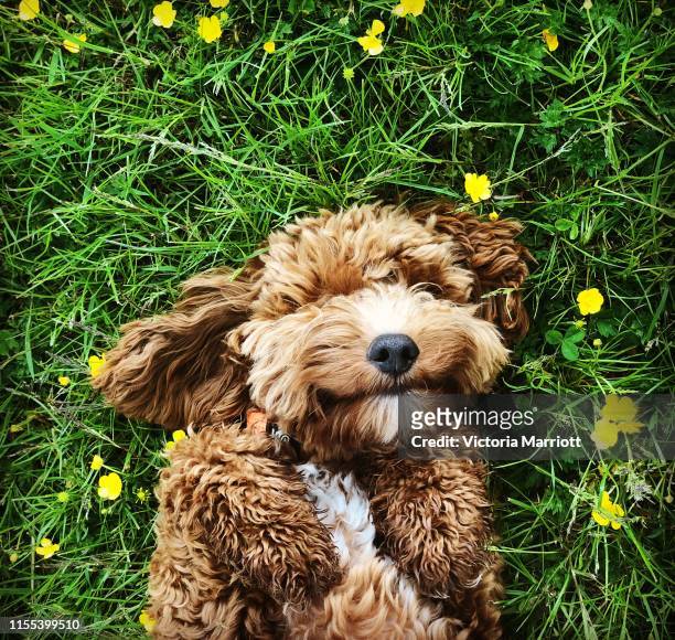 happy dog - cute pets photos et images de collection