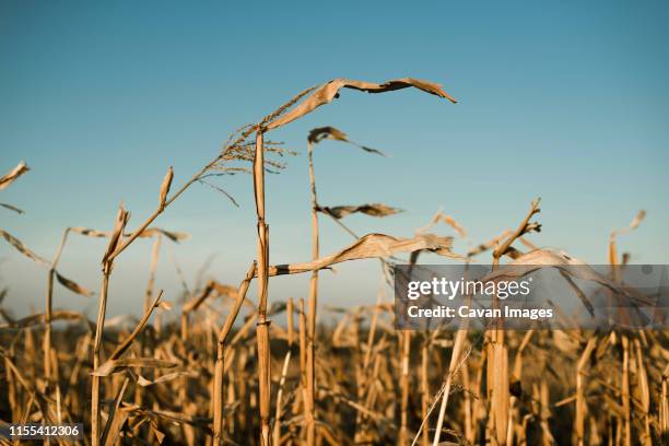 dried corn stalks in a field at the end of a summer - seco imagens e fotografias de stock