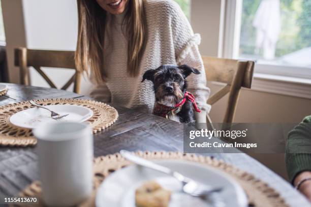small dog at kitchen table while family eats breakfast - dog dinner table stock pictures, royalty-free photos & images