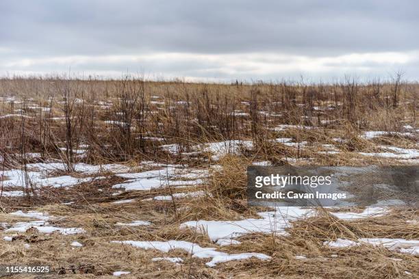 prairie restoration area with patchy snow on an overcast day in winter - snow on grass stock pictures, royalty-free photos & images