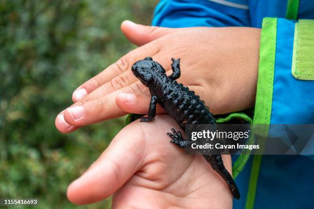 young boy holding an alpine salamander in his hands - salamandra stockfoto's en -beelden