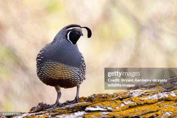 portrait of a quail - quail bird stock pictures, royalty-free photos & images