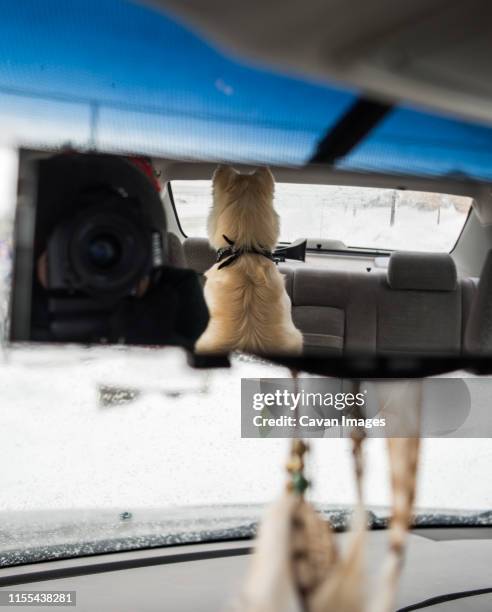 Dog Rear View Mirror Dog Rear View Mirror Photos and Premium High Res Pictures - Getty Images
