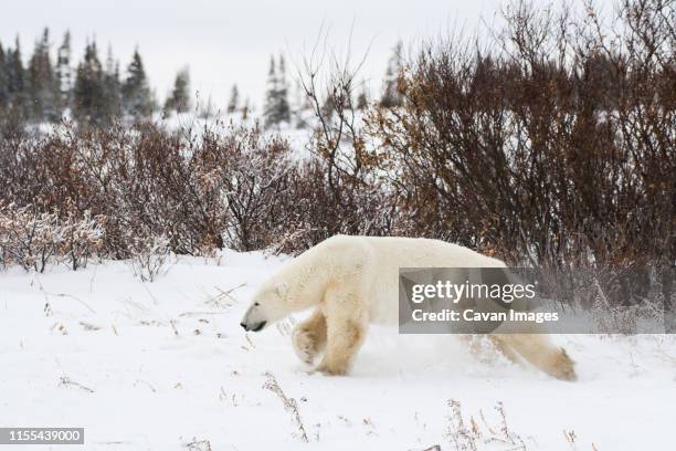 a polar bear male running before sparing with another male bear. - hudson bay stock pictures, royalty-free photos & images