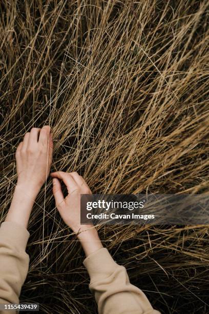 young woman hands touching dry autumn grass - botaniste photos et images de collection